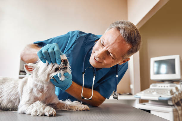 Best Walk-In Dentist Near Me  in Seven Lakes, NC